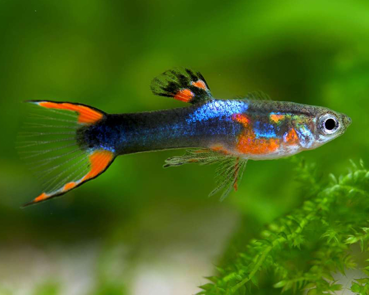 Black Flame Endler Guppy Pair ~ 2-3cm
